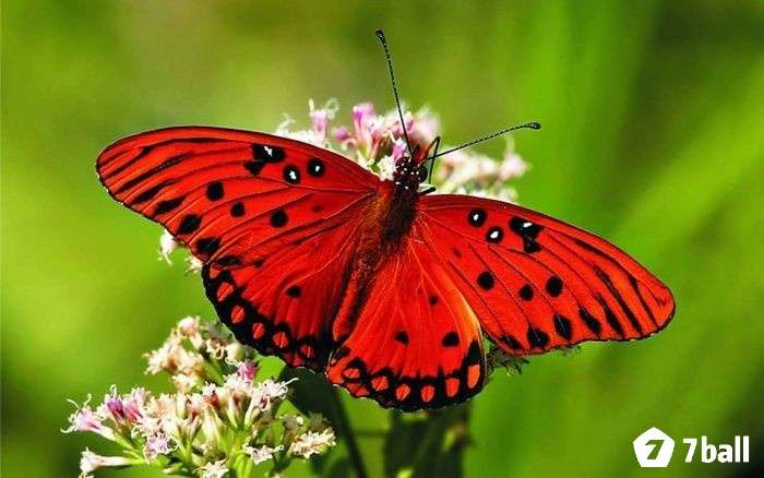 Giấc mơ thấy bướm bay cho thấy bạn sắp bước vào giai đoạn nhẹ nhàng hơn