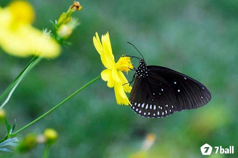 Giải mã thêm giấc mơ khác về bướm để có được thông điệp trọn vẹn 