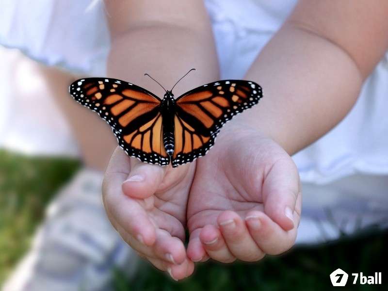 Mơ thấy bướm đánh số gì mang lại vận may lô đề chiều nay? 